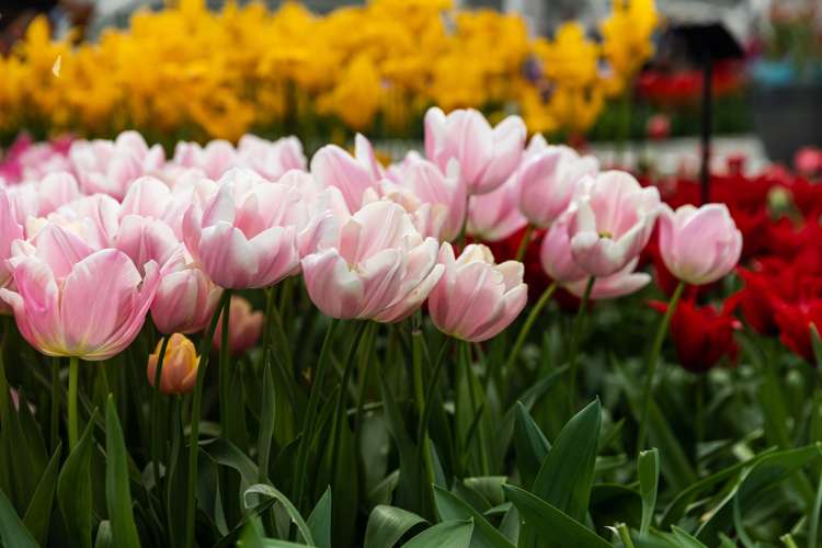 Tulpan 'Mango Charm'